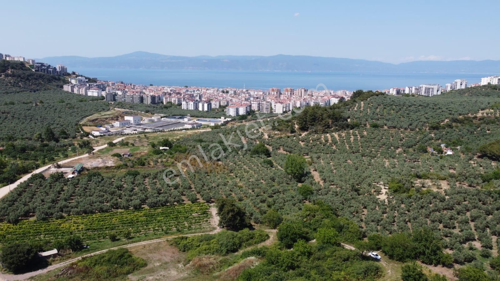 Tırpan Gayrimenkulden Mudanya Aydınpınar Köyünde 4800m2 Zeytinlik - Görsel 4