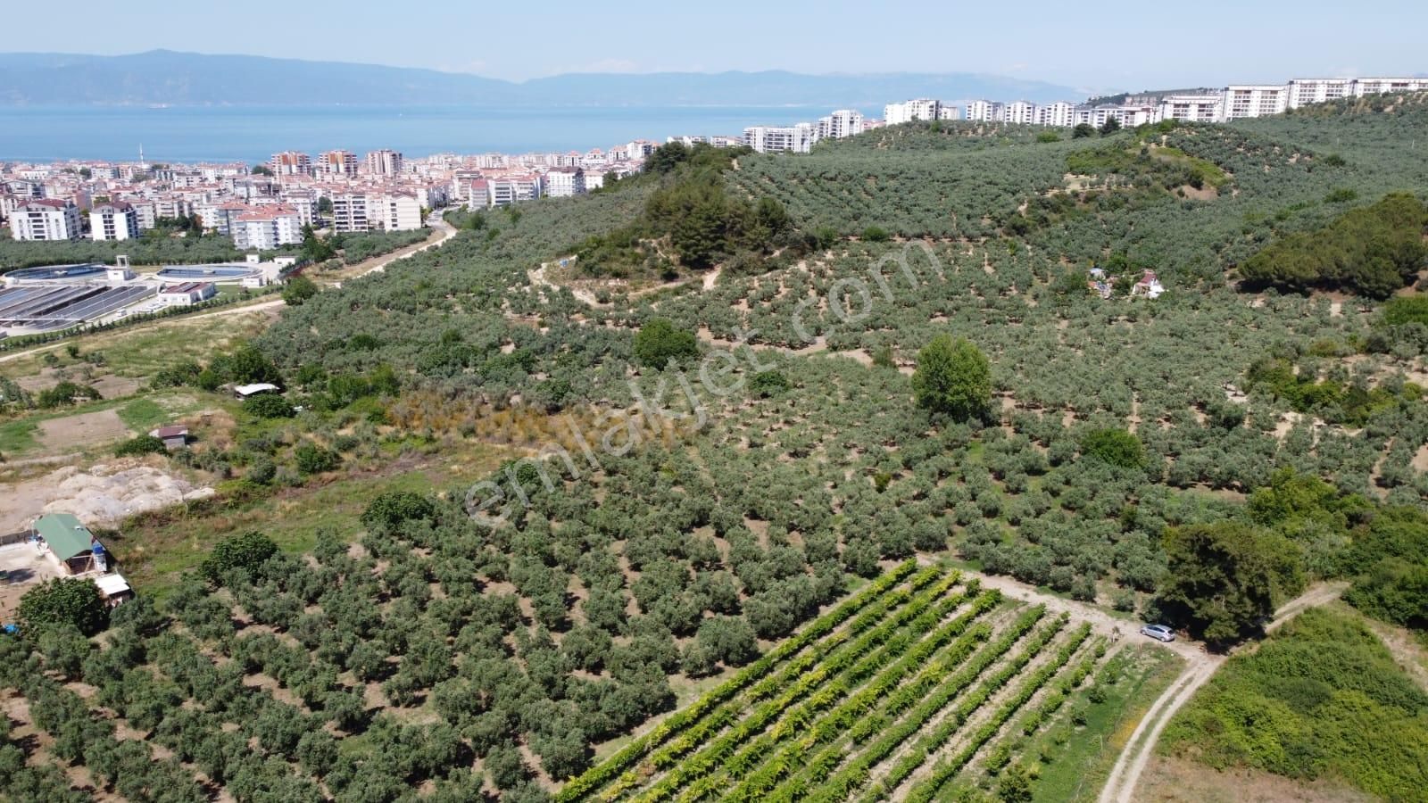 Tırpan Gayrimenkulden Mudanya Aydınpınar Köyünde 4800m2 Zeytinlik