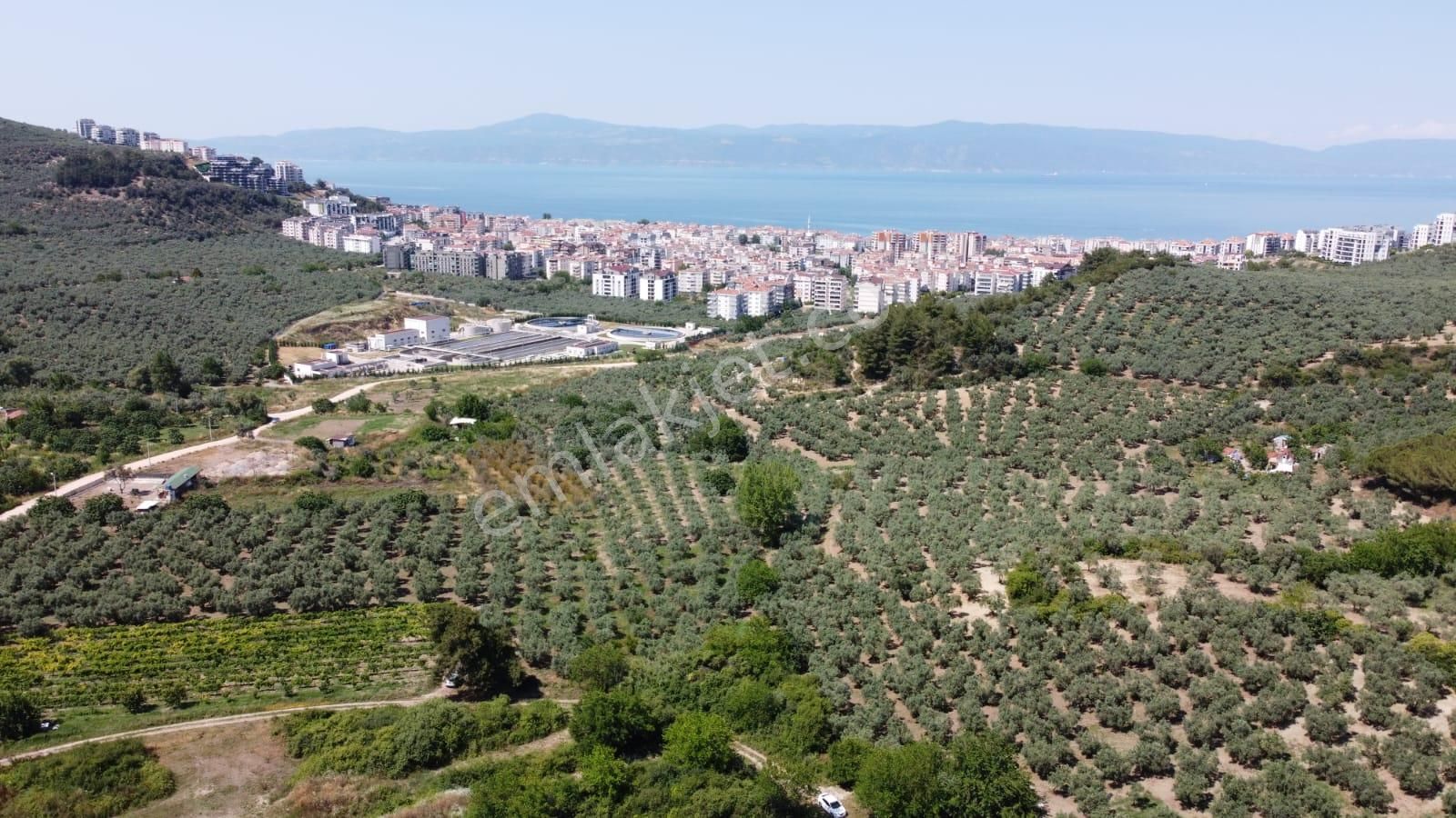 Tırpan Gayrimenkulden Mudanya Aydınpınar Köyünde 4800m2 Zeytinlik - Görsel 14