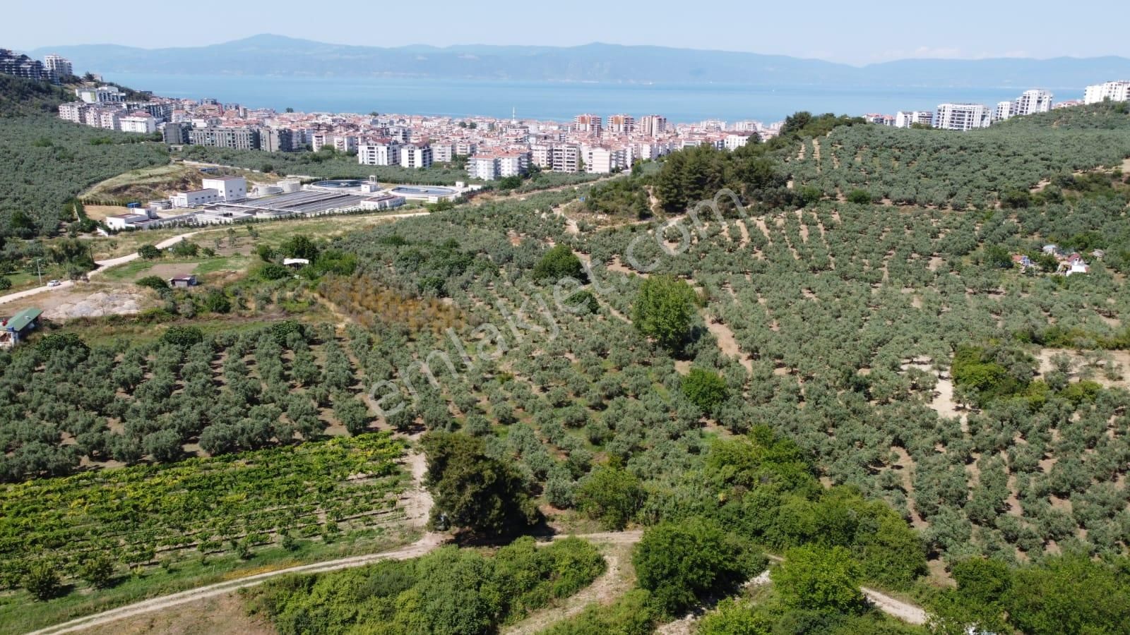 Tırpan Gayrimenkulden Mudanya Aydınpınar Köyünde 4800m2 Zeytinlik - Görsel 15