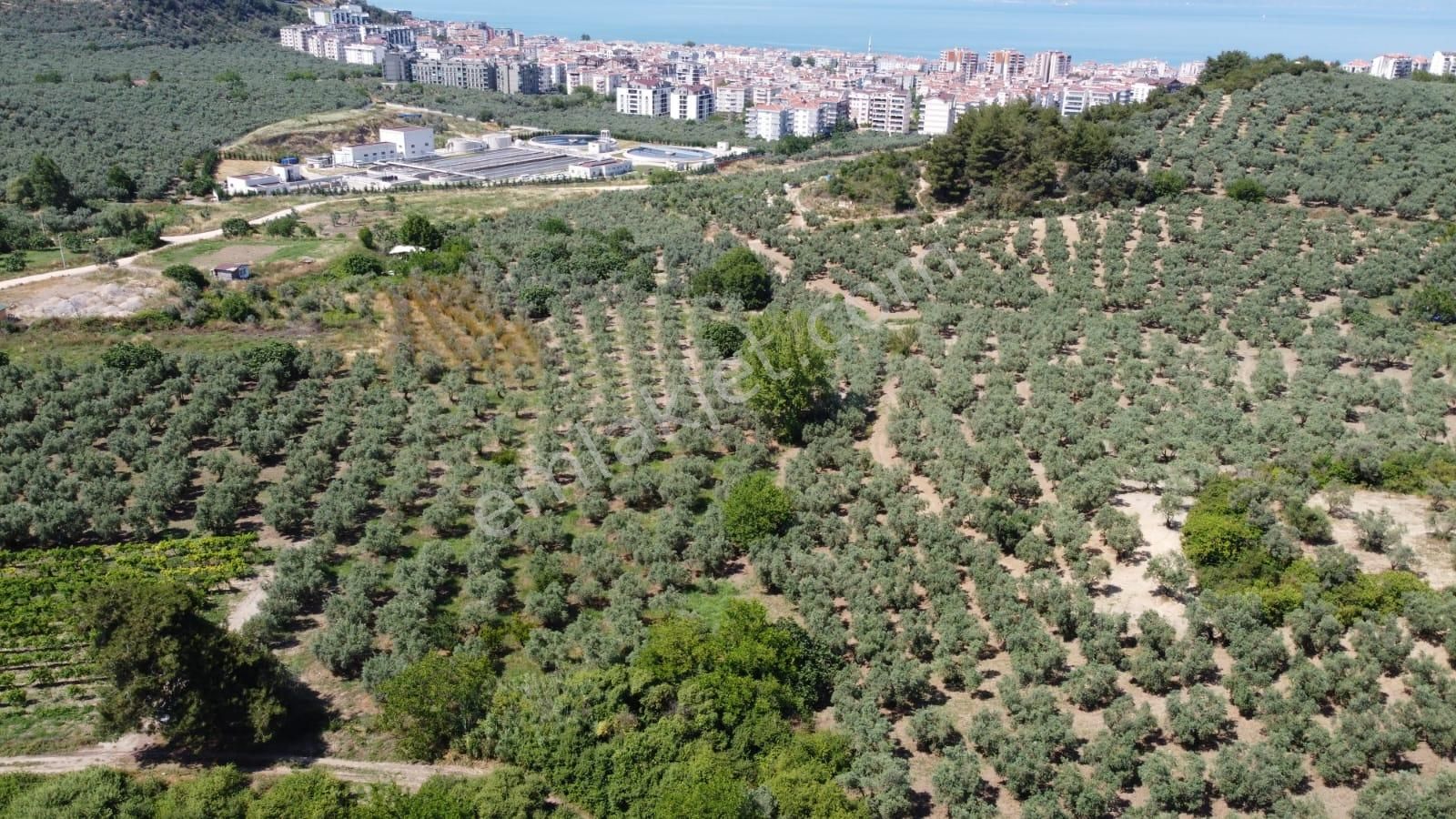 Tırpan Gayrimenkulden Mudanya Aydınpınar Köyünde 4800m2 Zeytinlik - Görsel 2
