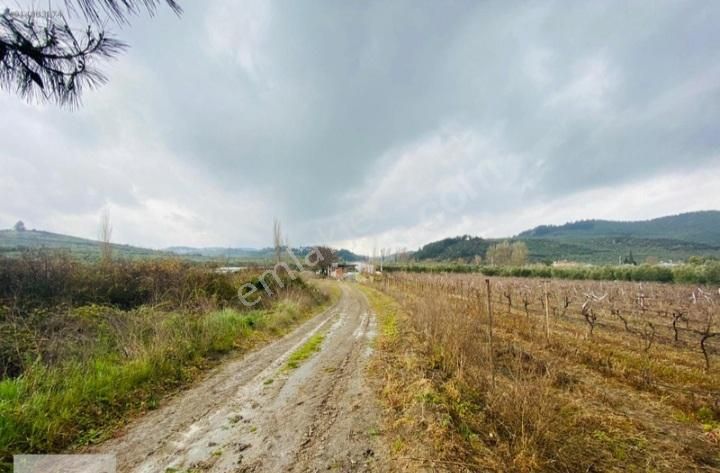Tırpan Gayrimenkulden Mudanya Aydınpınar Köyünde 4800m2 Zeytinlik - Görsel 10