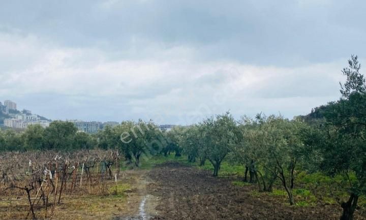 Tırpan Gayrimenkulden Mudanya Aydınpınar Köyünde 4800m2 Zeytinlik - Görsel 12