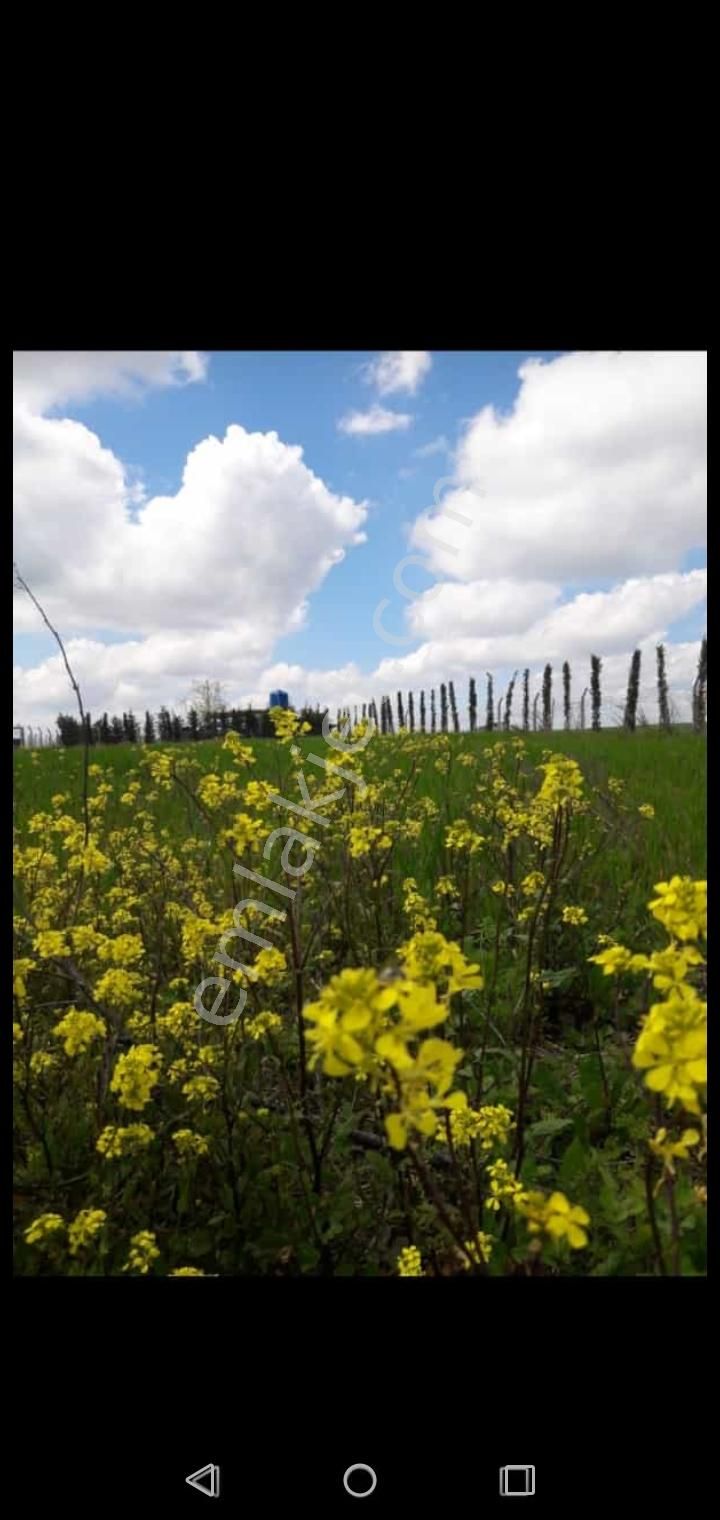 Çatalca Binkılıç Ta, 341 M2, Yerleşimin İçerisinde - Görsel 4