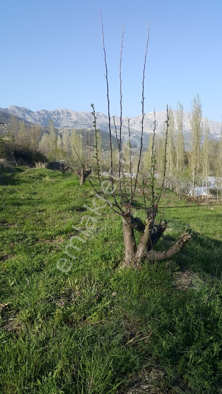Burdur Ağlasun Yeşilbaş Köyünde Satılık 2.500m² Arsa - Görsel 14