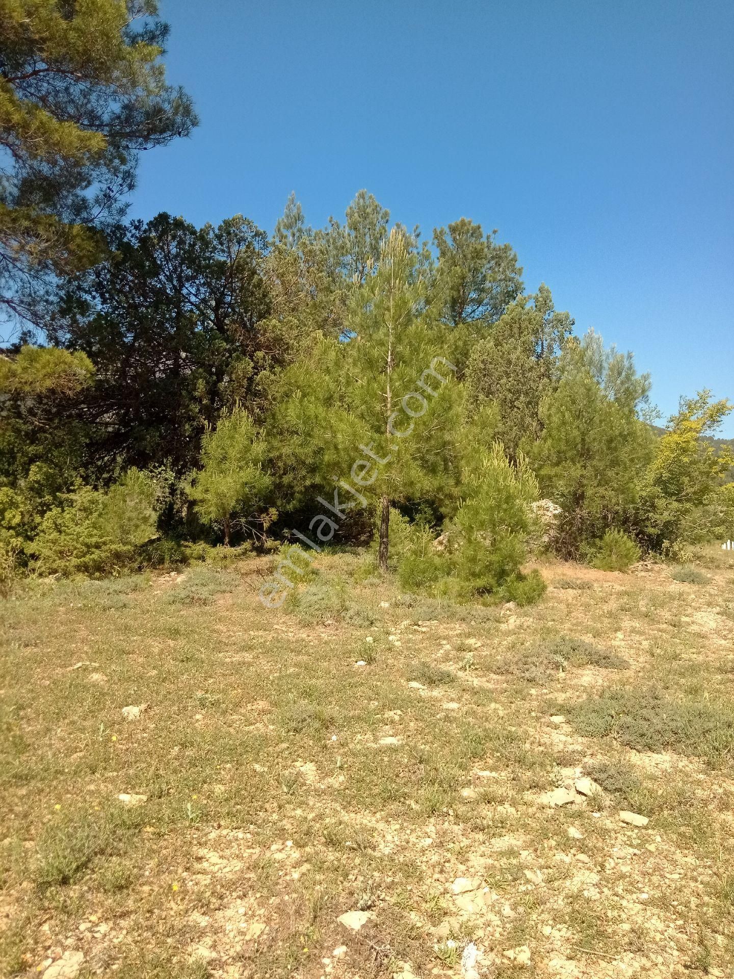 Acil Satılık Tarla Ana Yola Yakın - Görsel 7