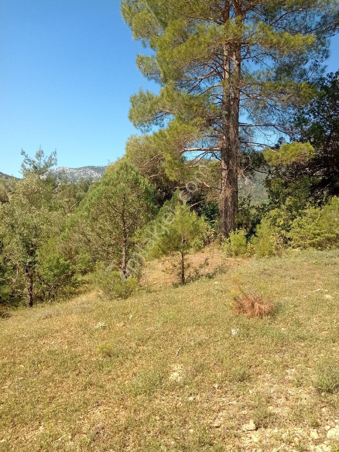 Acil Satılık Tarla Ana Yola Yakın - Görsel 6