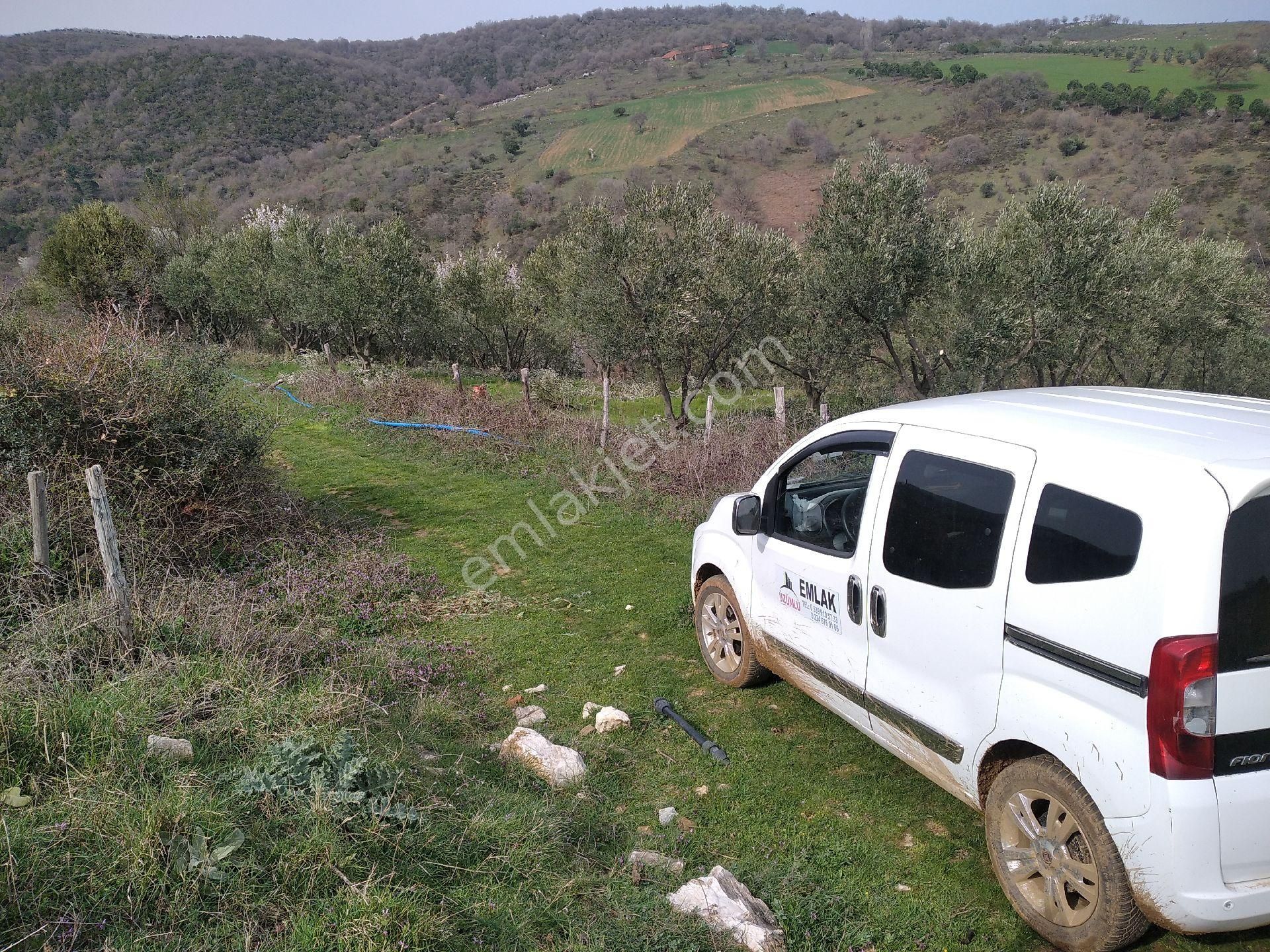 Karacabey Kulakpınar Satılık Zeytinlik KOY DİBİ YAZ KİS ULAS SORUNU YOK