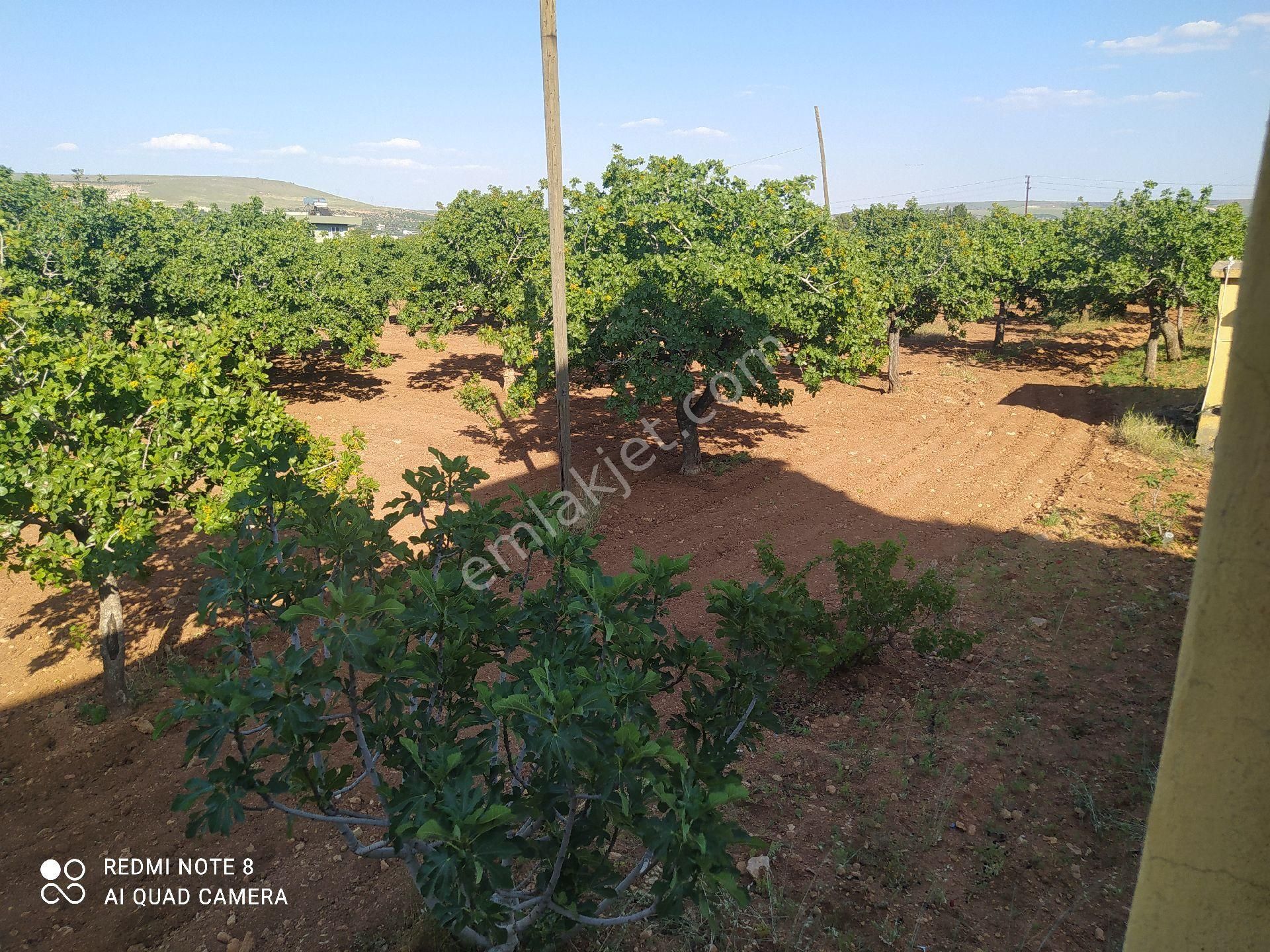 Uygun Emlaktan Karaköprü Tulmende Ev Fiyatına Satılık Bağ Evi Ve Fistiklik - Görsel 15