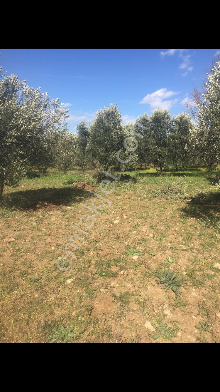 İçerisinde Kendisine Ait Baraj Suyu Olan Satılık Zeytinlik - Görsel 10