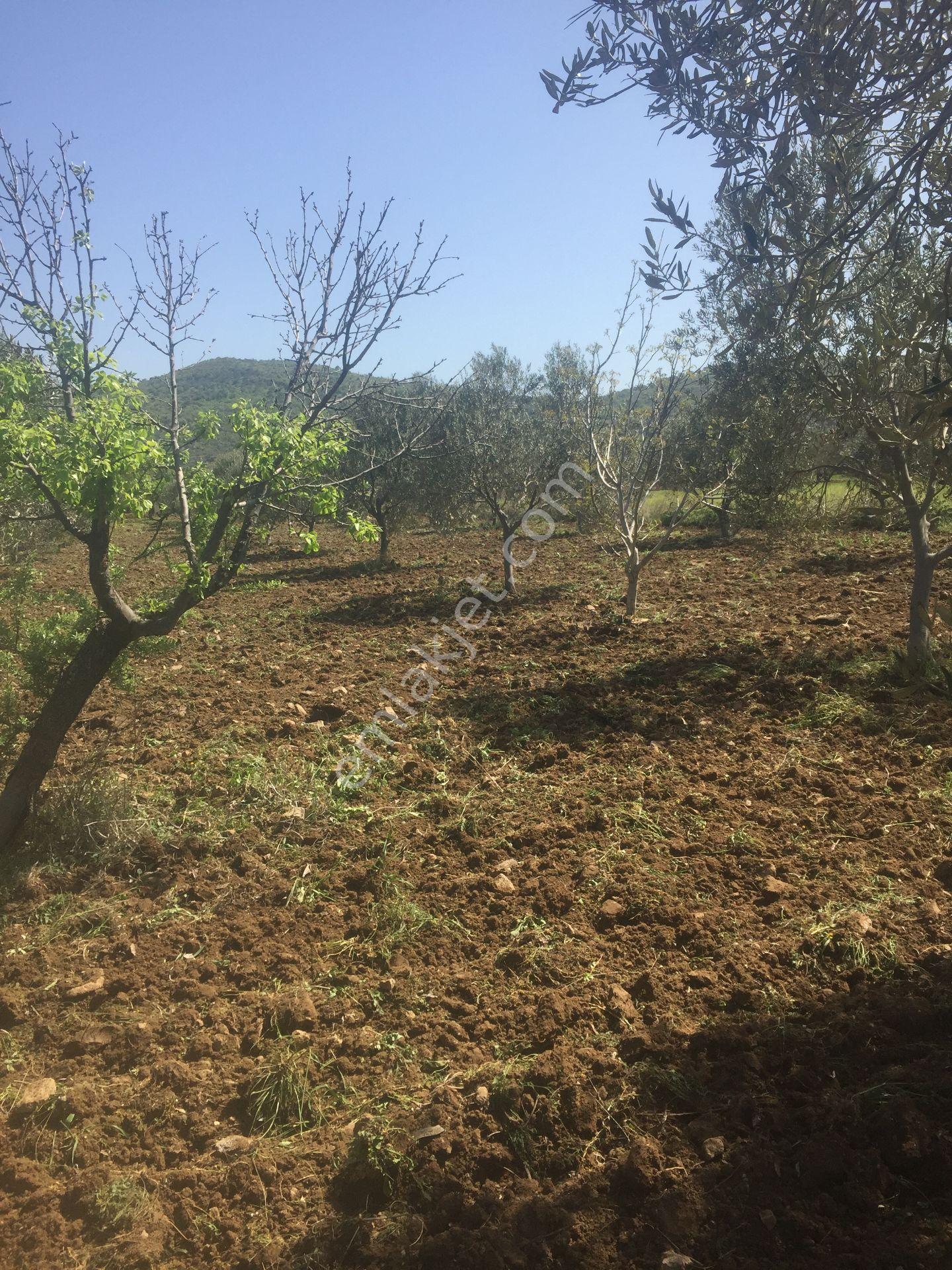 İçerisinde Kendisine Ait Baraj Suyu Olan Satılık Zeytinlik - Görsel 8