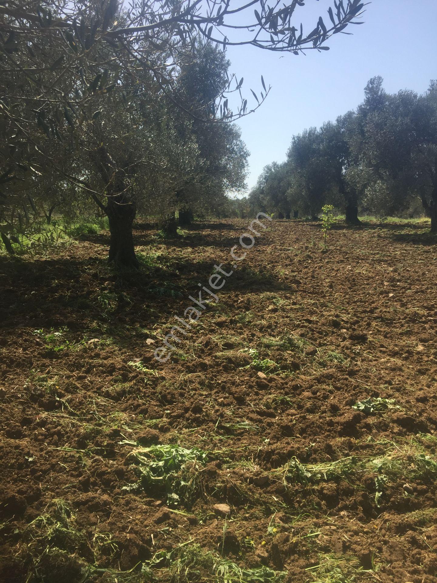 İçerisinde Kendisine Ait Baraj Suyu Olan Satılık Zeytinlik - Görsel 4