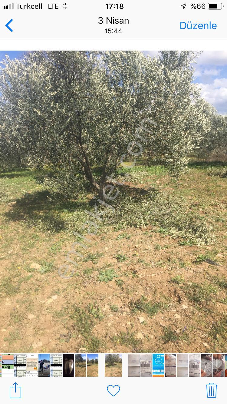 İçerisinde Kendisine Ait Baraj Suyu Olan Satılık Zeytinlik - Görsel 9