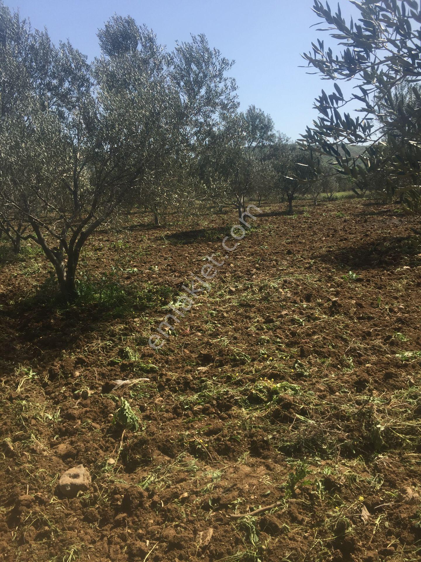 İçerisinde Kendisine Ait Baraj Suyu Olan Satılık Zeytinlik - Görsel 5
