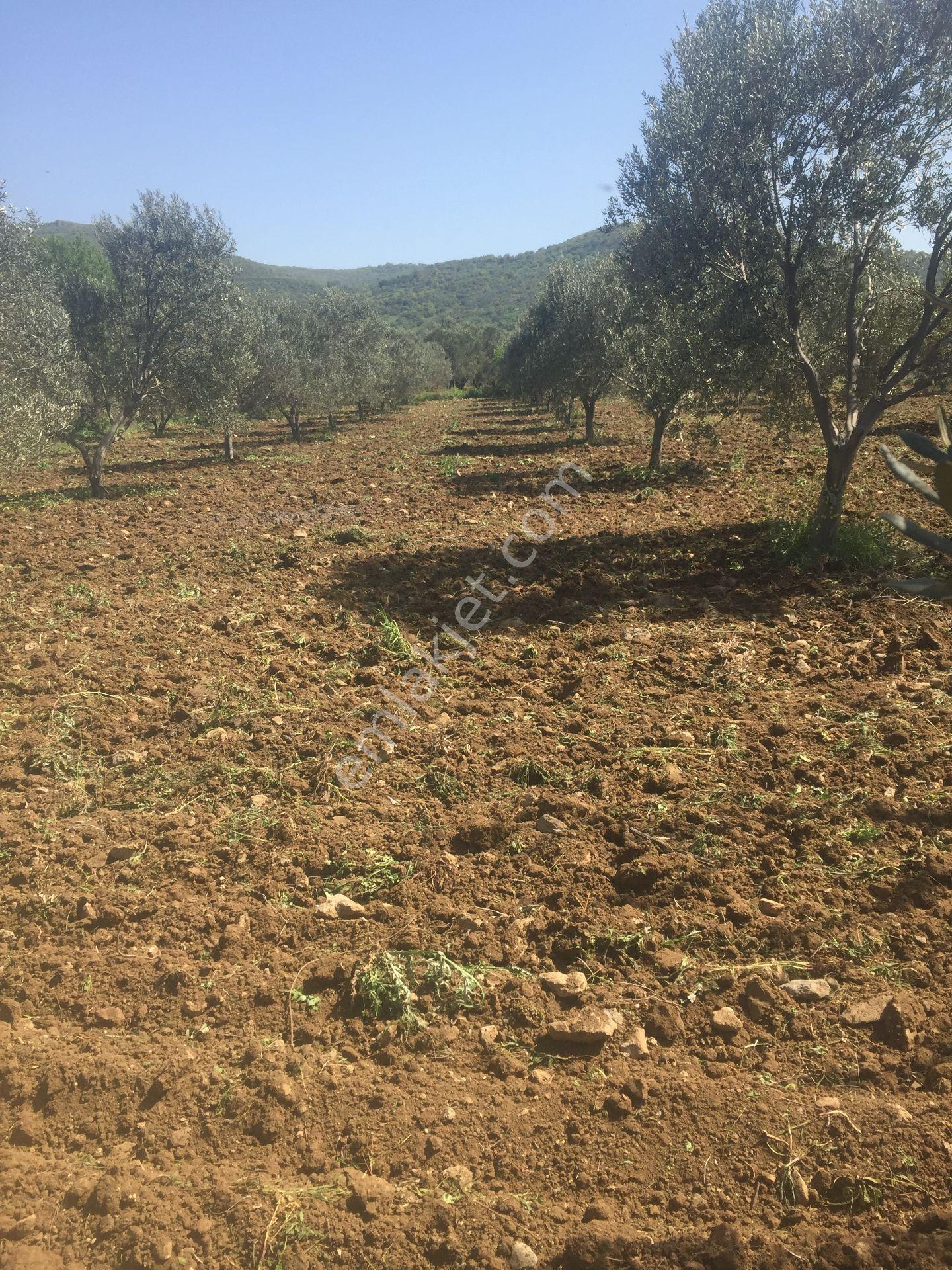 İçerisinde Kendisine Ait Baraj Suyu Olan Satılık Zeytinlik - Görsel 7