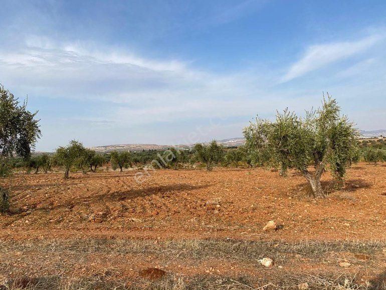 Kilis Merkez Akçabağlar Köyü Satılık Zeytinlik Kilis Merkez Akçabaglarda Bag Evlik Mükemmel Arazi