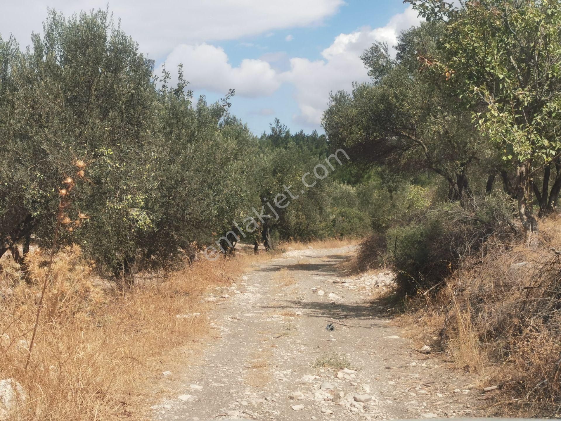 Bülent Ateşci'den Bozköyde 1010 M2 Zeytinli Tarla - Görsel 10