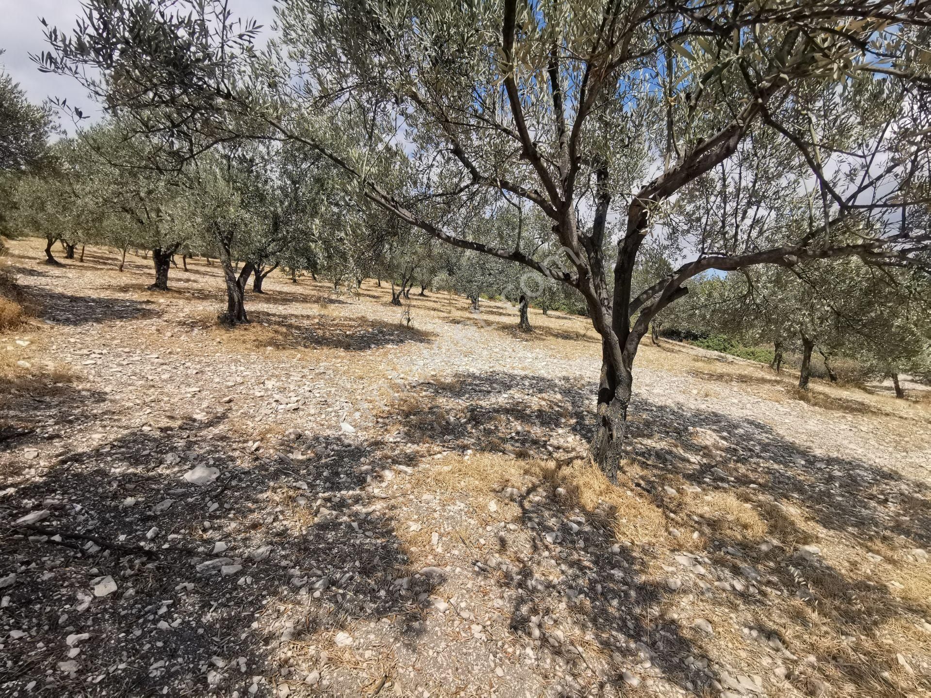 Bülent Ateşci'den Bozköyde 1010 M2 Zeytinli Tarla - Görsel 6