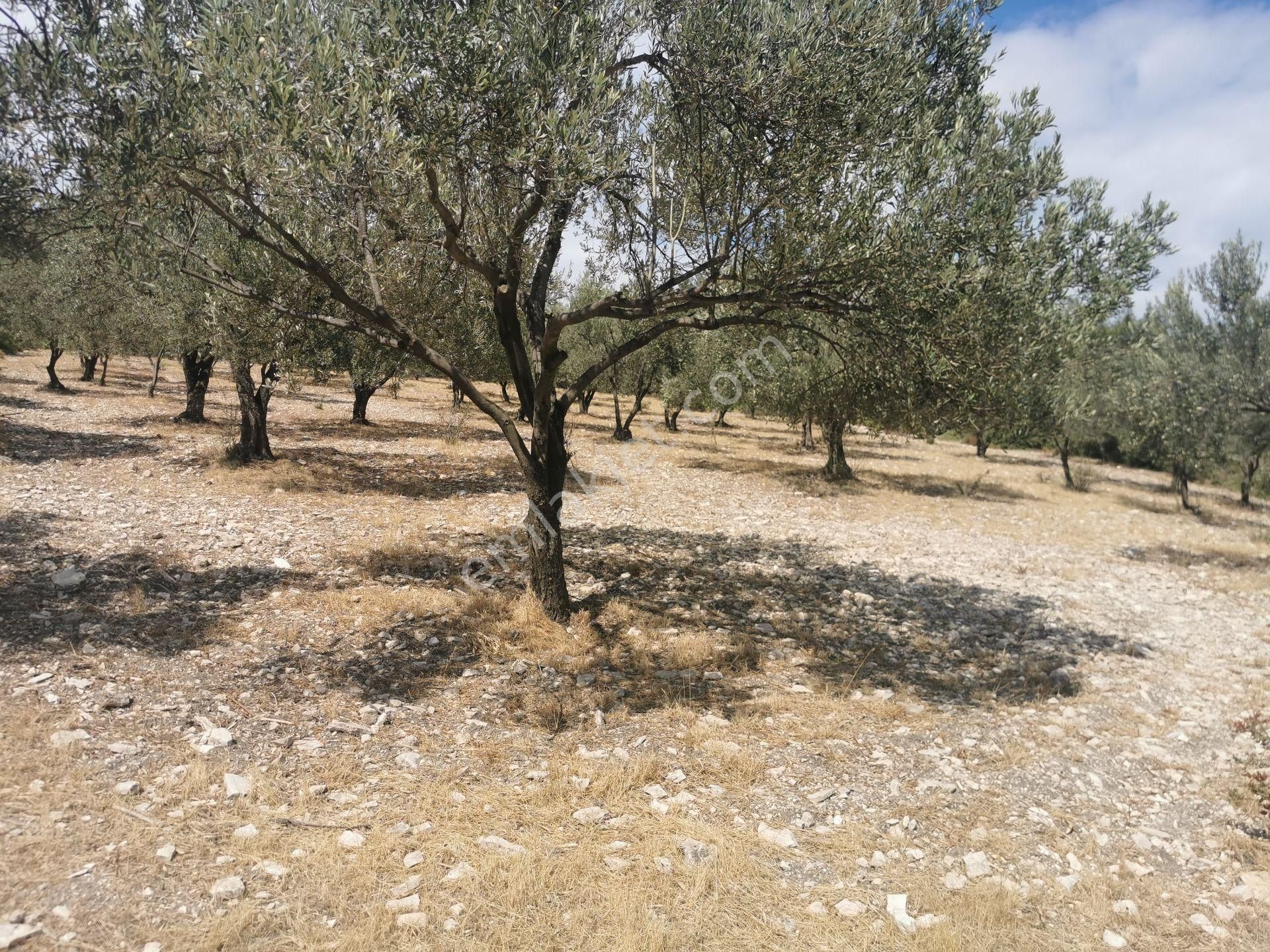 Bülent Ateşci'den Bozköyde 1010 M2 Zeytinli Tarla - Görsel 5