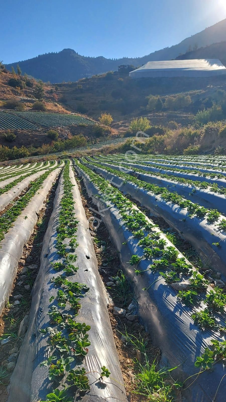 Anamur Çarıklar Efeler Mahallesinde Satılık Tarla - Görsel 20