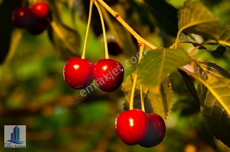 3380 M2 Arsa Üzerine Kurulu Süper Konumda Köy Evimiz Satılıktır - Görsel 27