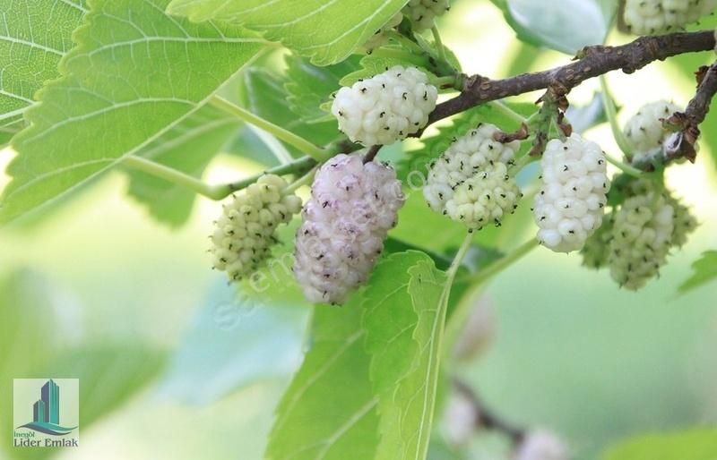 3380 M2 Arsa Üzerine Kurulu Süper Konumda Köy Evimiz Satılıktır - Görsel 33