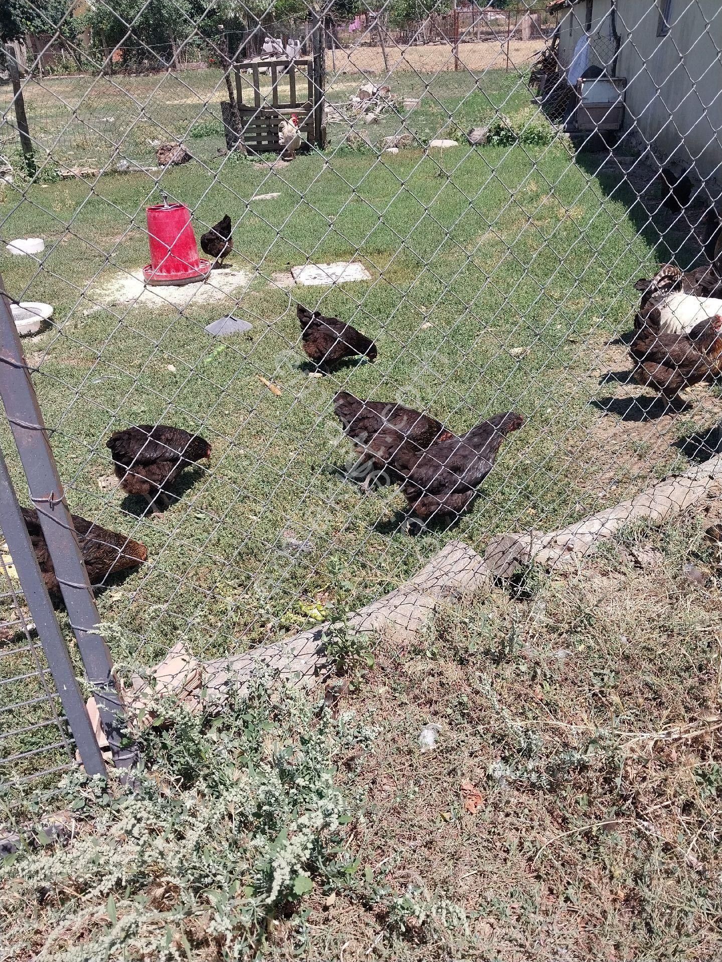 Tekirdağ Süleymanpaşa Gayrimenkulden Satılık Müstakil Ev Yağcı Mah 1600 M2 - Görsel 30