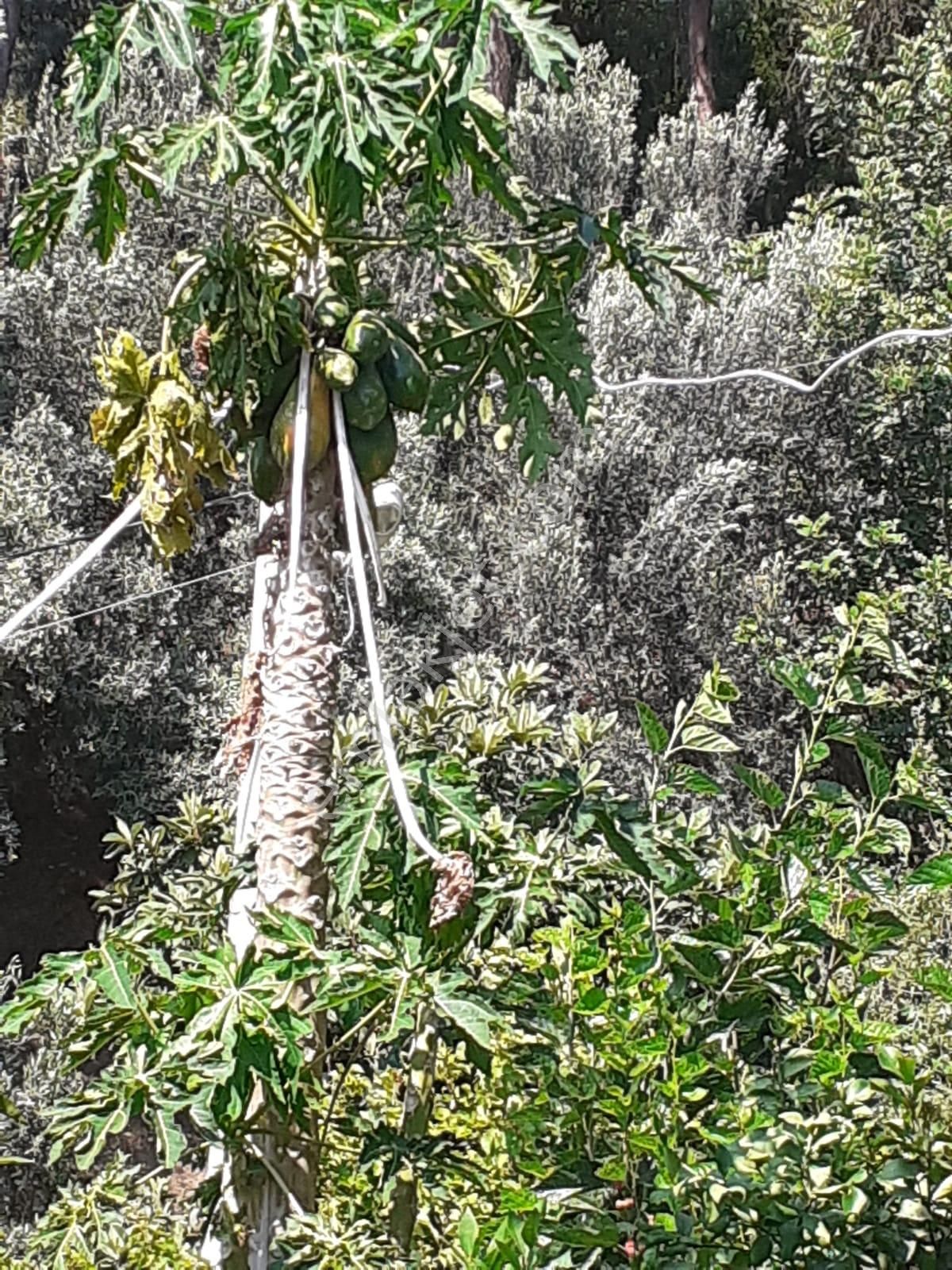 Arkadaş İnşaat Emlaktan Kumluca Karaöz De Satılık Müstakil - Görsel 17