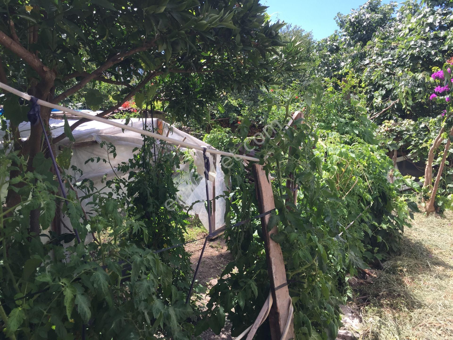 Sümbülefendi-hacı Piri Sk.-perşembe Pazarında -bahçeli 2 Ad. Daire - Görsel 14