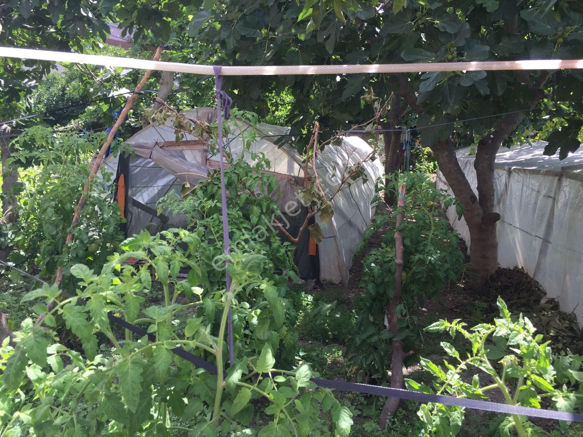 Sümbülefendi-hacı Piri Sk.-perşembe Pazarında -bahçeli 2 Ad. Daire - Görsel 13