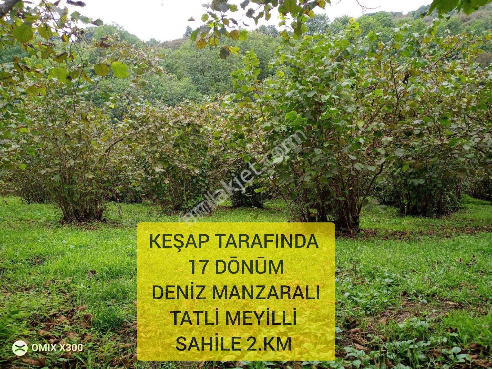 Giresun Merkez Nizamiye Satılık Bağ & Bahçe ( 19 ) Keşap Tarafında 17 Dōnūm Deniz Manzaralı Tatli Meyilli Sahile 2.