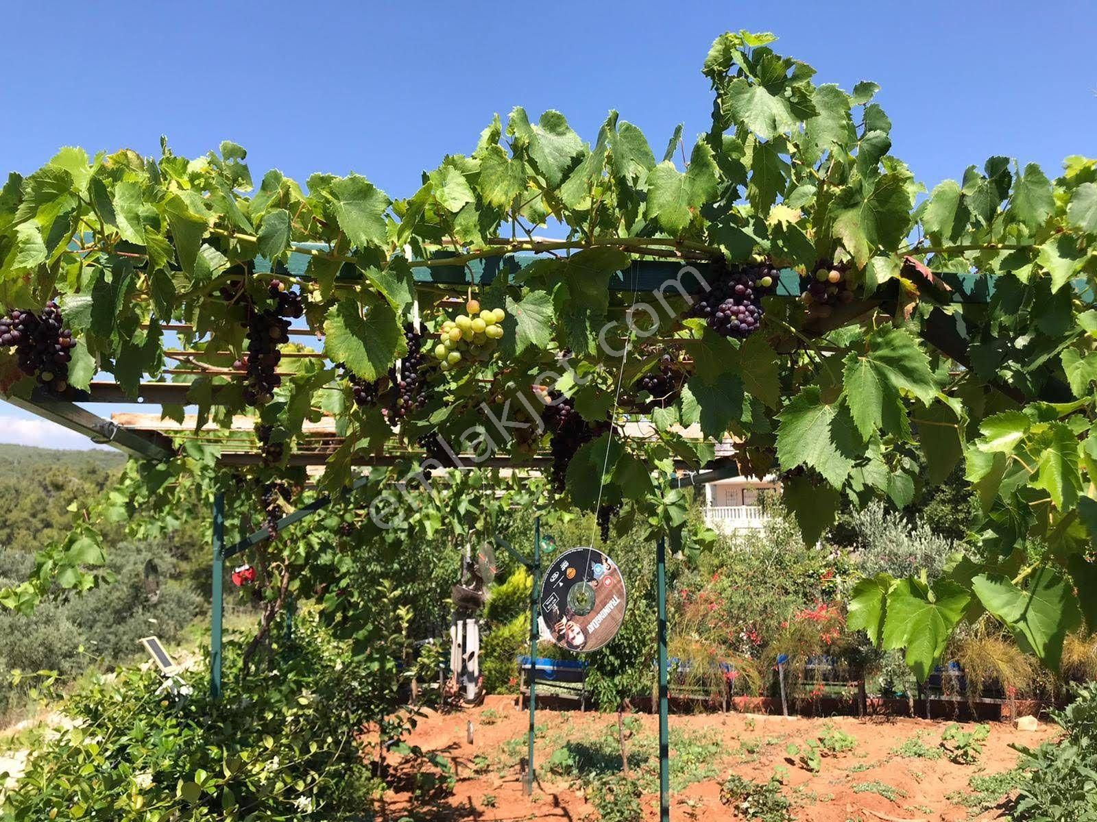 Alanya Avsallar Merkezde Müstakil Arsa 620m Ve İçinde Ev - Görsel 32