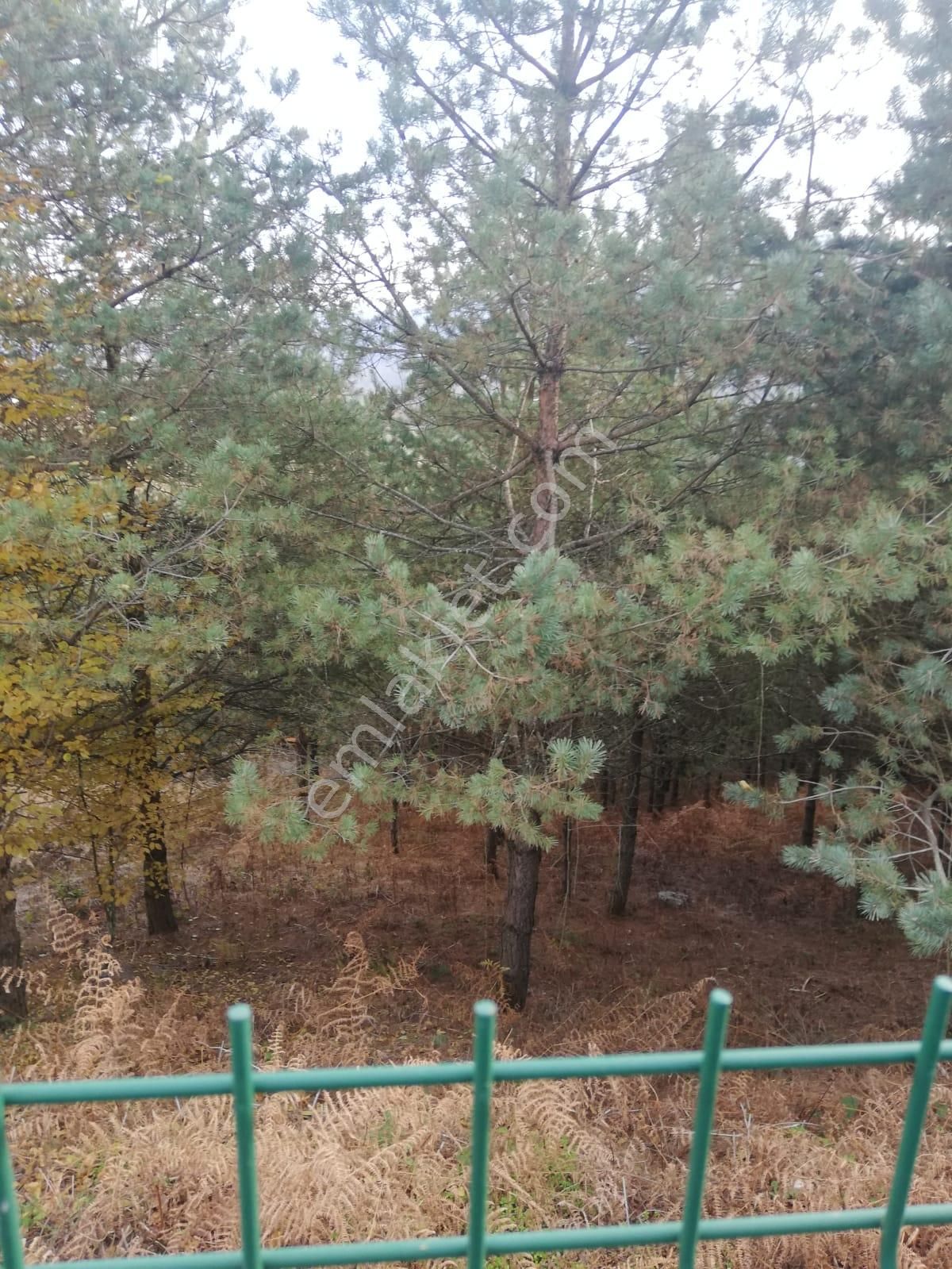 Düzce Kaynaşlı Da Ormanda Satılık İmarlı Villa - Görsel 6