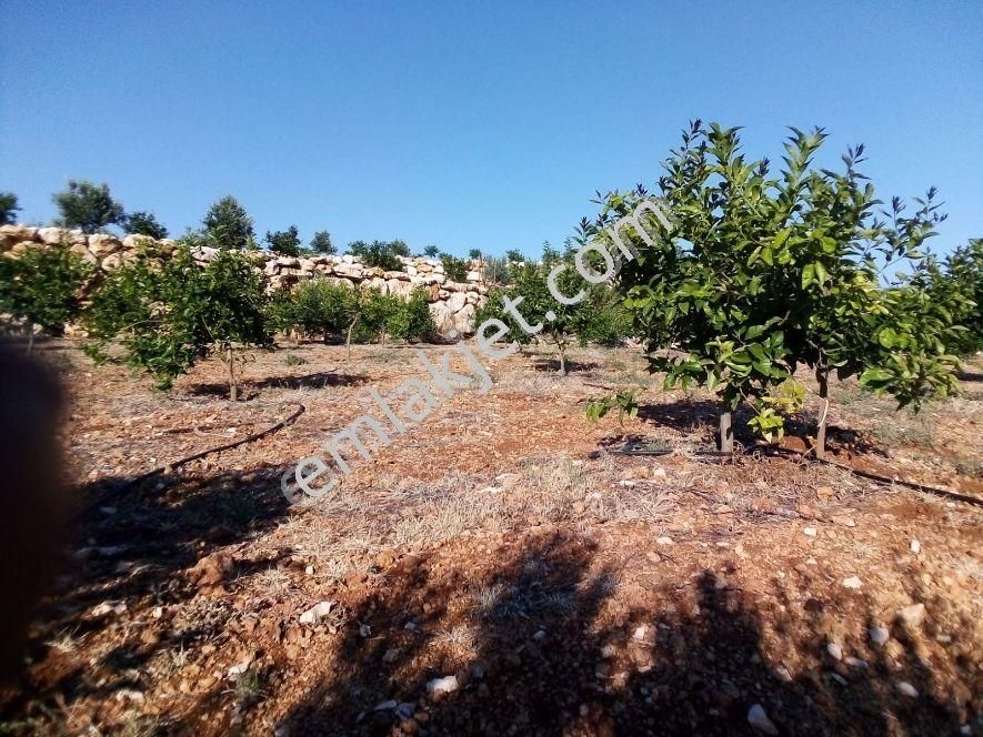 Silifke Narlıkuyu Satılık Bağ & Bahçe Narlıkuyu Hasanaliler De Satılık Limon Bahçesi