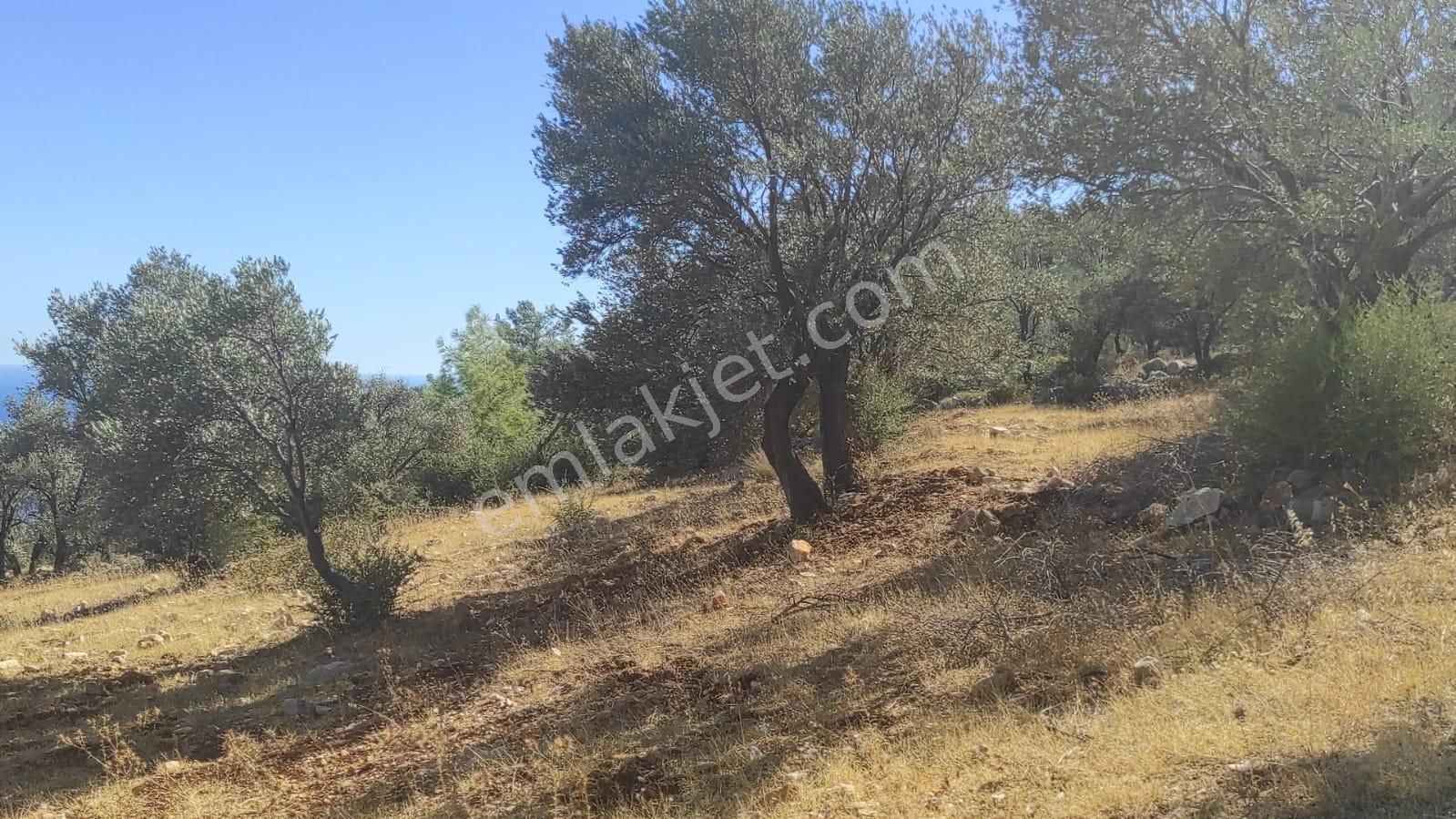 Antalya Kaş Yeşilköy'de Satılık Tarla. - Görsel 11