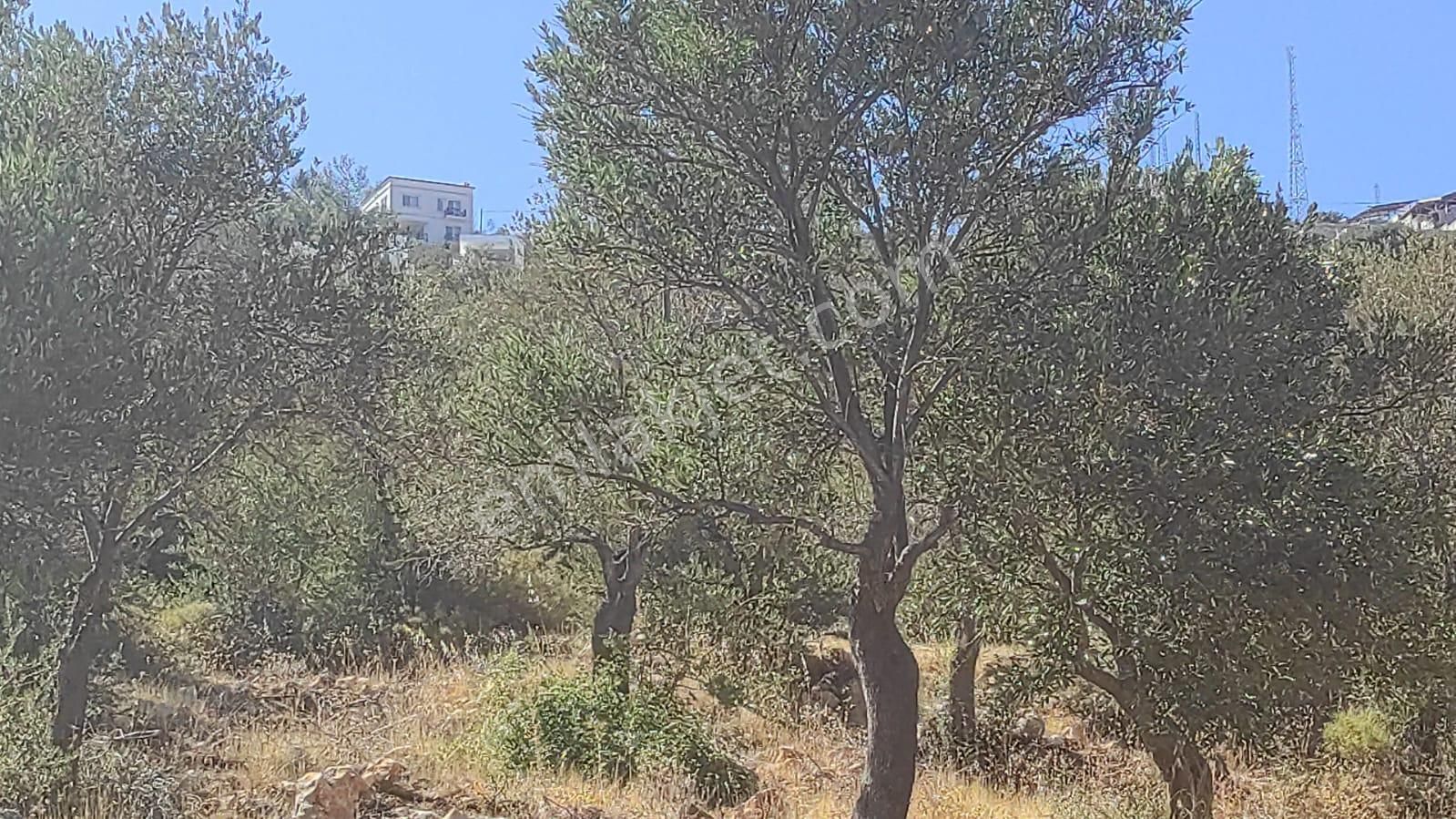 Antalya Kaş Yeşilköy'de Satılık Tarla. - Görsel 6