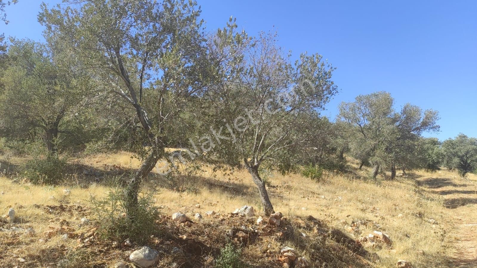 Antalya Kaş Yeşilköy'de Satılık Tarla. - Görsel 4