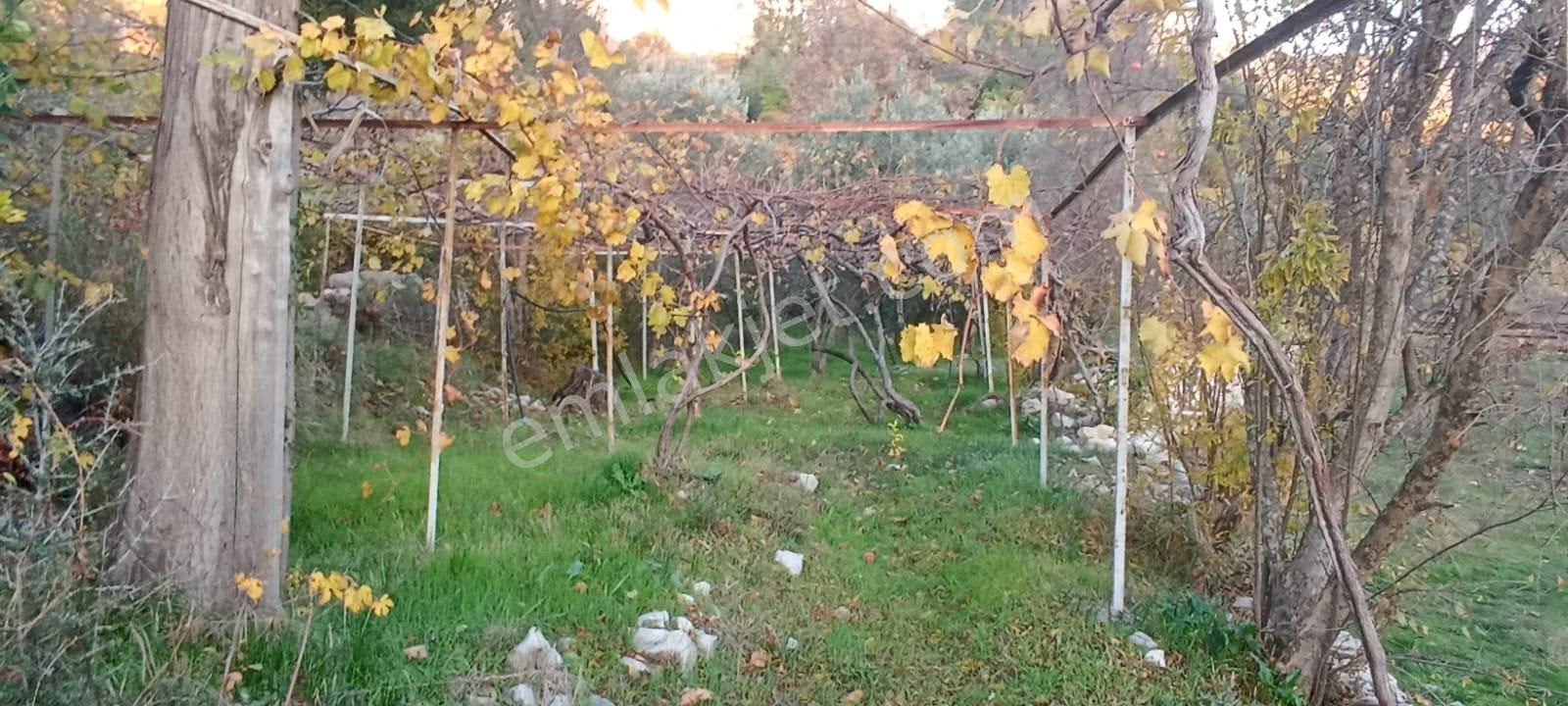 Seydikemer Arsaköy Satılık Tarla MUĞLA SEYDİKEMER ARSA MAHALLESİ 1200 M2 BAĞ 