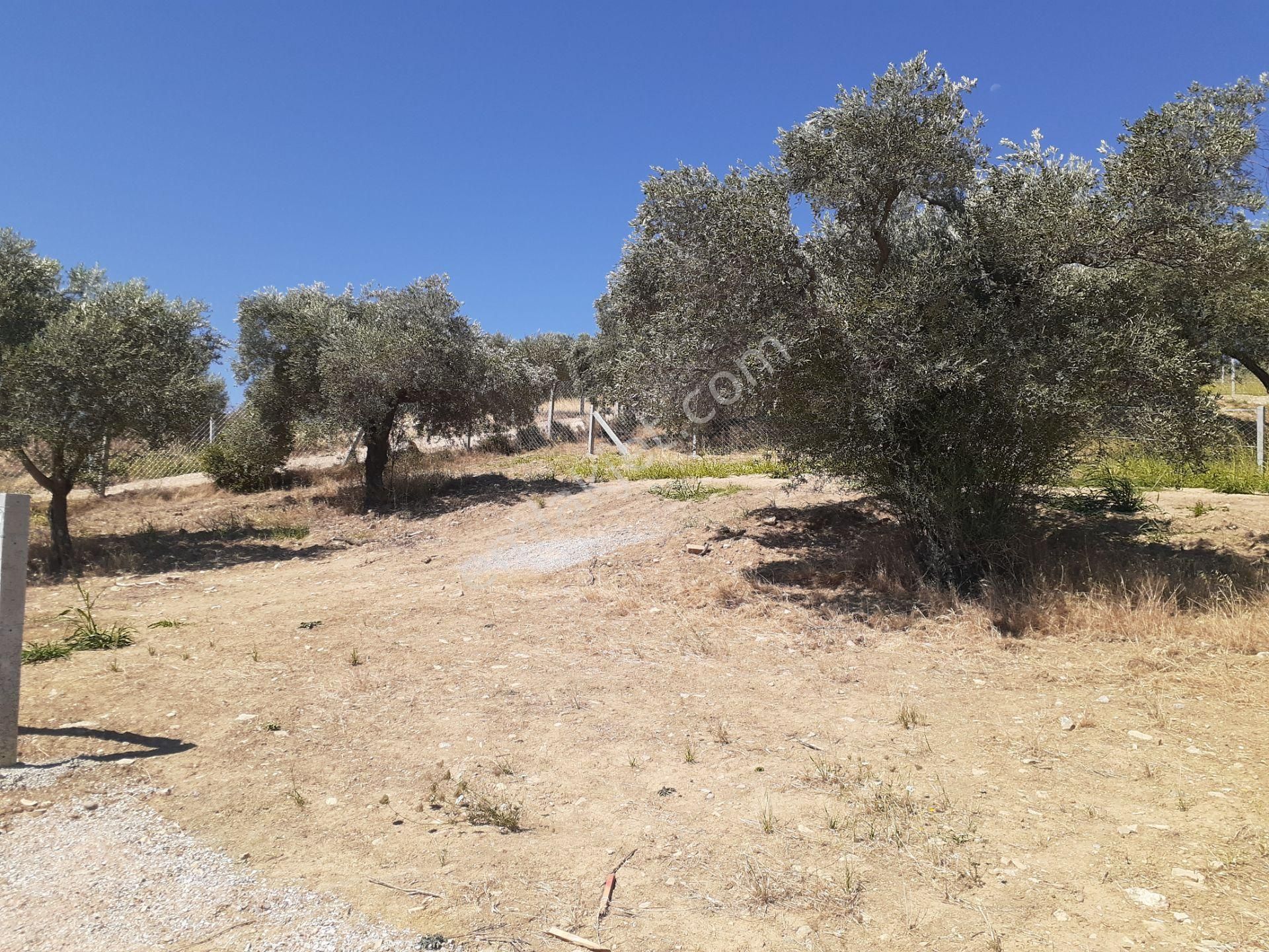 Torbalı Bozköyde Satılık Tarla - Görsel 3