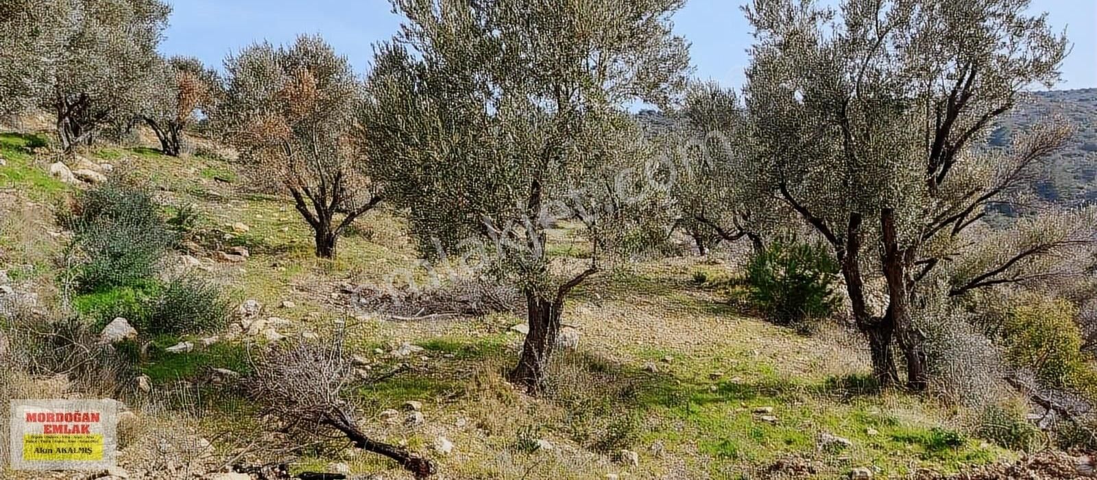 Karaburun Mordoğan Satılık Tarla Mordoğan Emlaktan Panoramik Deniz Manzaralı 5018m2 Satılık Tarla