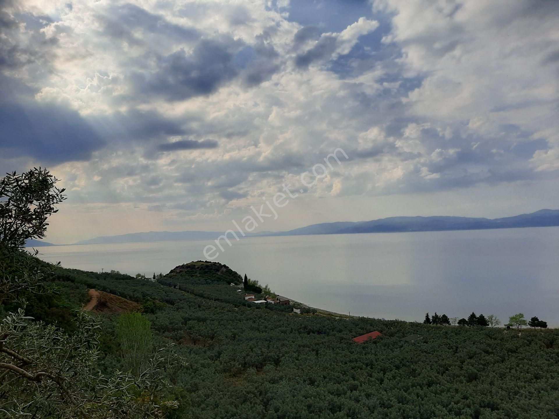 İznik Aydınlar Satılık Zeytinlik  Tamamen göl manzaralı satılık zeytin bahçesi