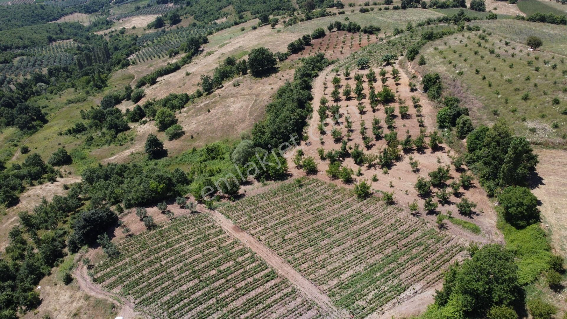 Osmaneli Oğulpaşa Köyü (Merkez) Satılık Tarla OĞULPAŞA'DA 4.300 M2 SATILIK TARIM ARAZISI