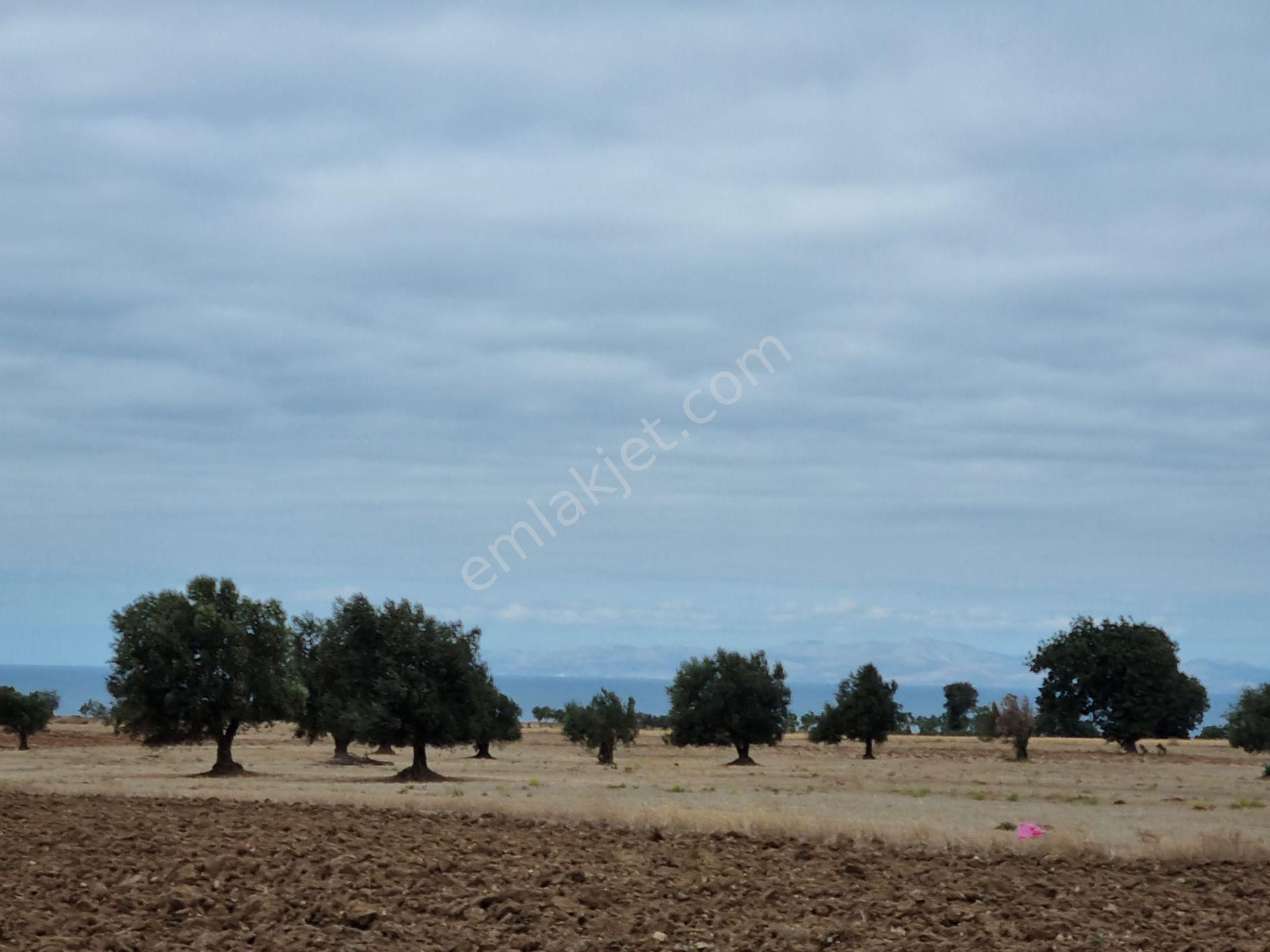 Han Emlak'tan Ezine Yeniköyde 9800 M2 Satılık Tarla - Görsel 16