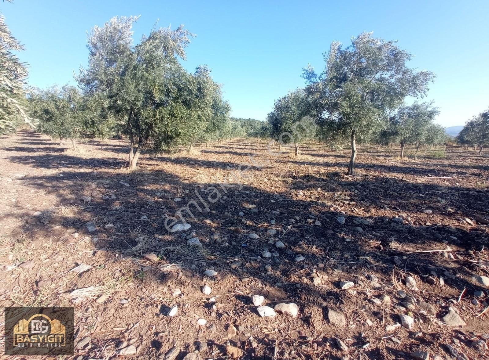 Dingiller Mh. 4 Dönüm Satılık Trilya Zeytin Tarlası - Görsel 27