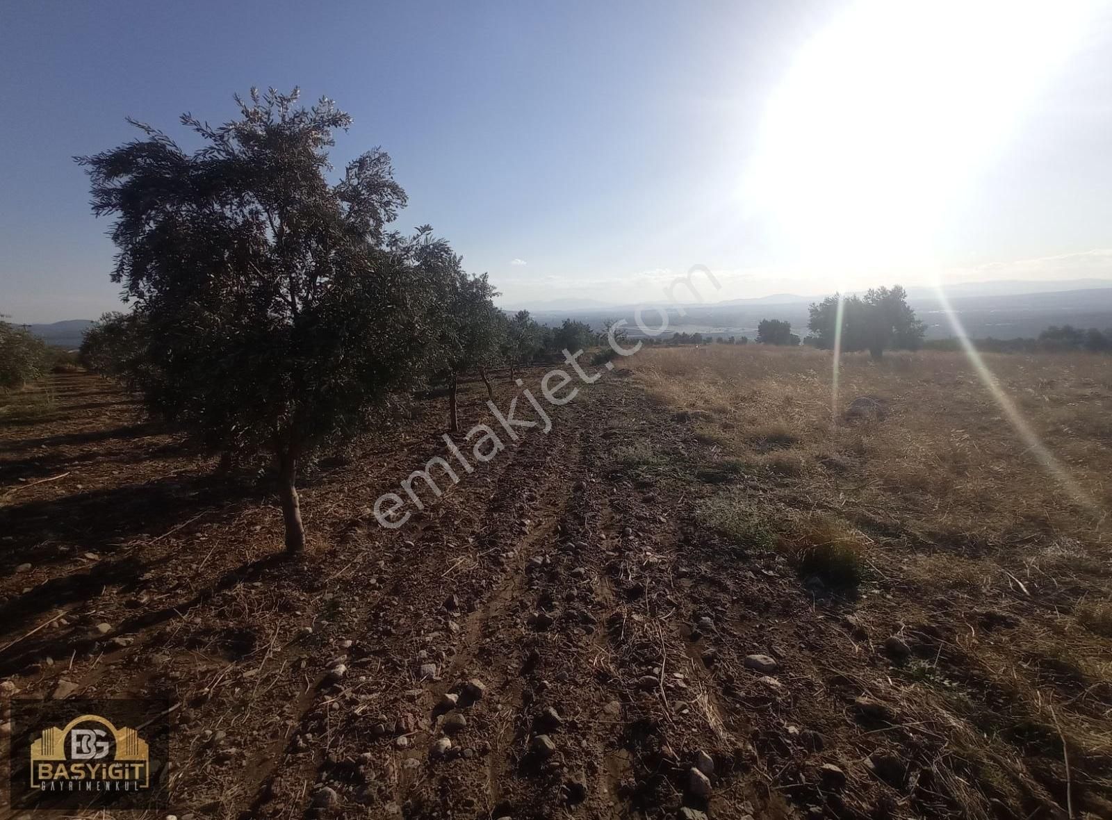 Dingiller Mh. 4 Dönüm Satılık Trilya Zeytin Tarlası - Görsel 11