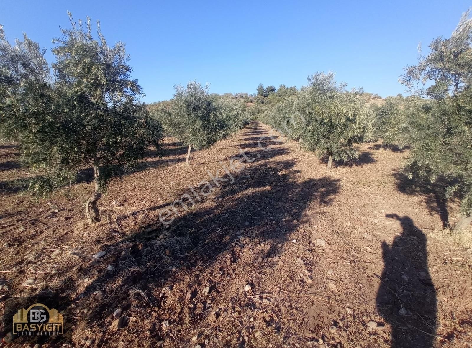 Dingiller Mh. 4 Dönüm Satılık Trilya Zeytin Tarlası - Görsel 13