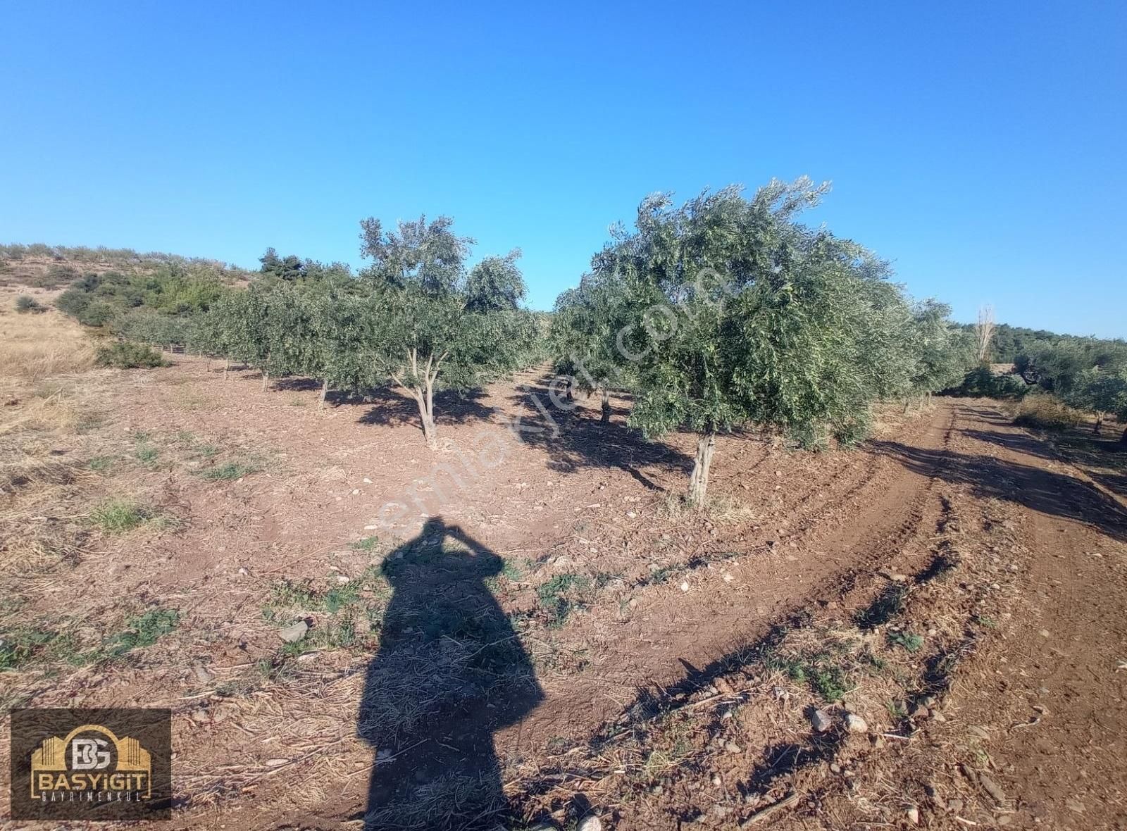 Dingiller Mh. 4 Dönüm Satılık Trilya Zeytin Tarlası - Görsel 21
