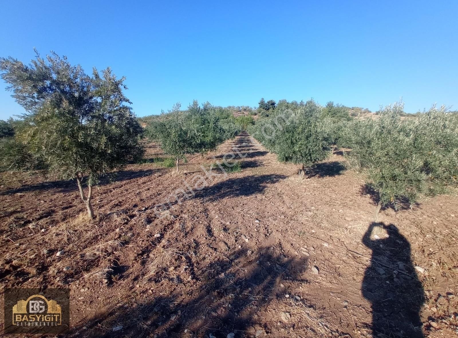 Dingiller Mh. 4 Dönüm Satılık Trilya Zeytin Tarlası - Görsel 30