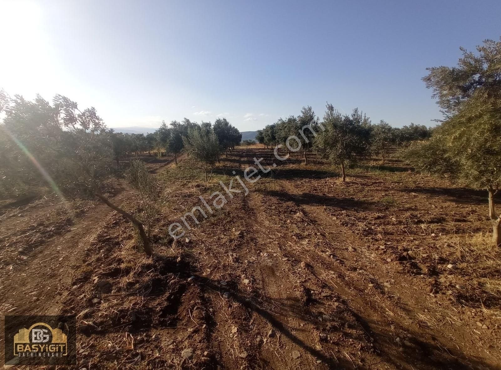 Dingiller Mh. 4 Dönüm Satılık Trilya Zeytin Tarlası - Görsel 29
