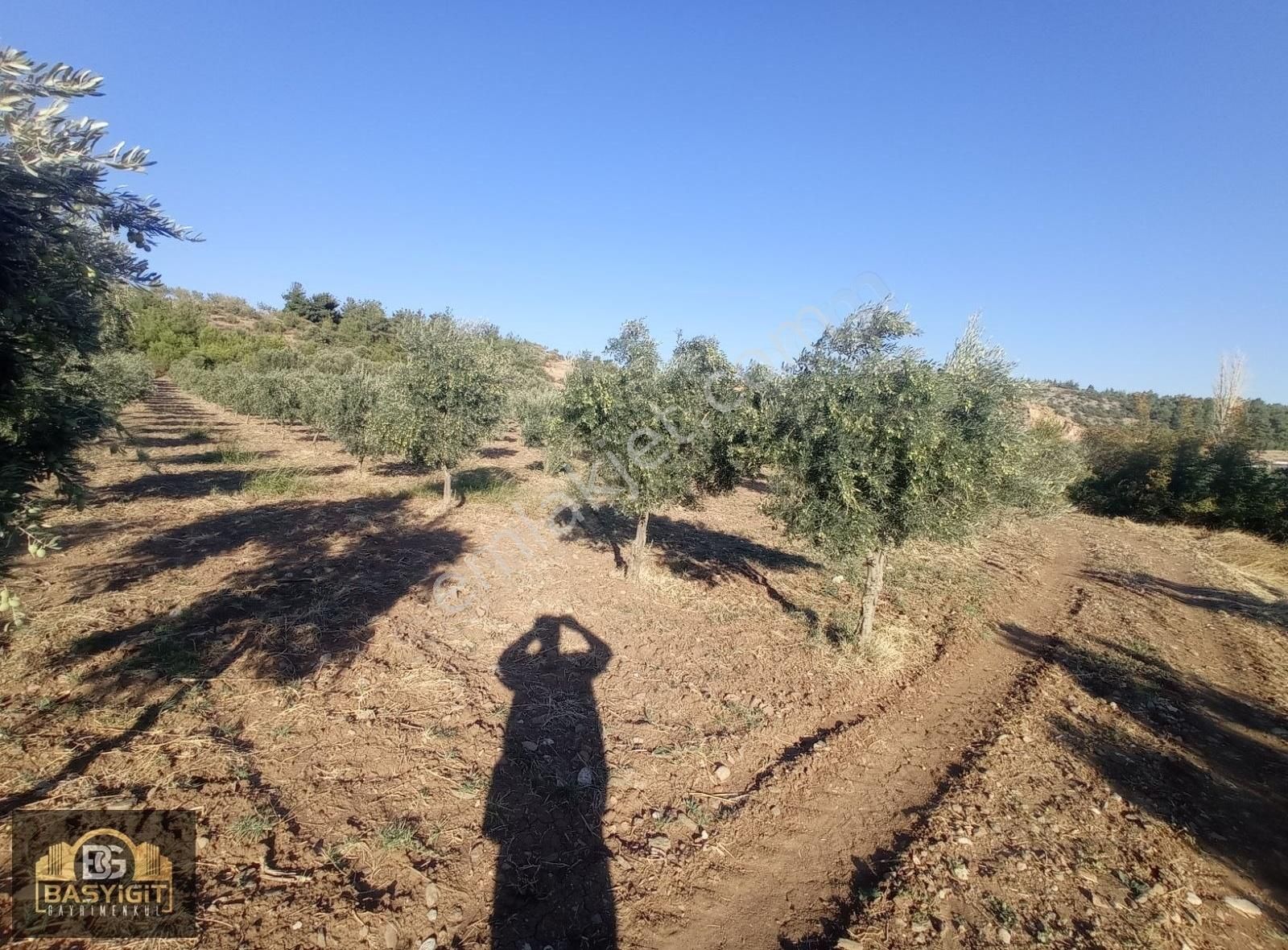 Dingiller Mh. 4 Dönüm Satılık Trilya Zeytin Tarlası - Görsel 20